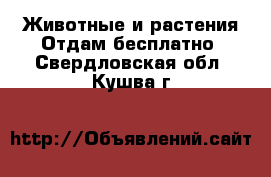 Животные и растения Отдам бесплатно. Свердловская обл.,Кушва г.